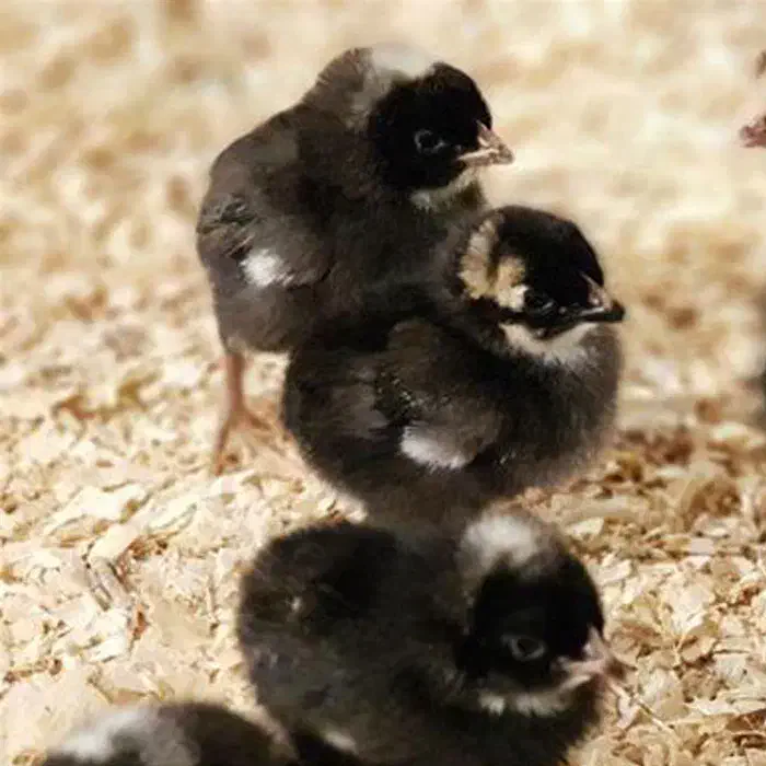 جوجه بلک استار|حیوانات مزرعه|ایرانشهر, |دیوار