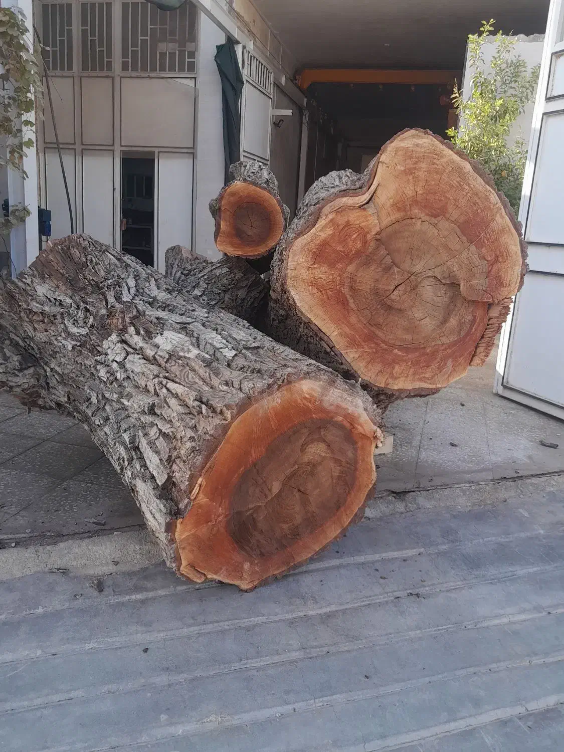 فروش چوب گردو سیاه سایز ۳۰ تا شصت خشک|عمده‌فروشی|شیراز, گویم|دیوار