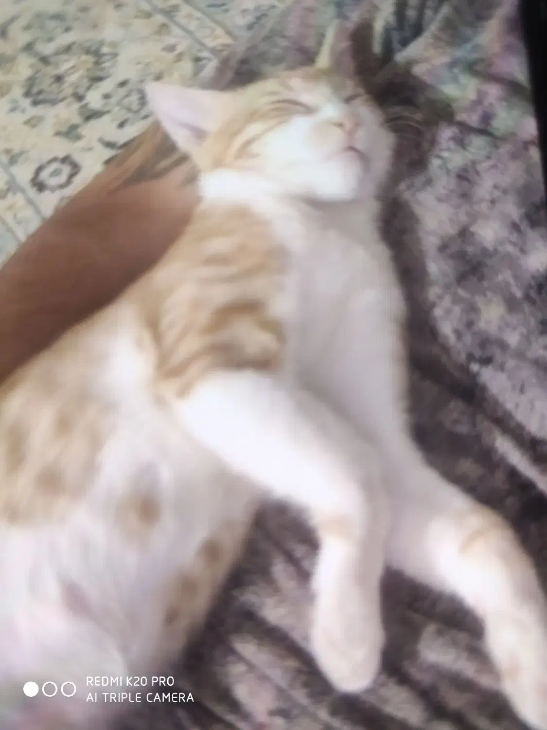 واگذاری رایگان|گربه|کرج, خرمدشت|دیوار