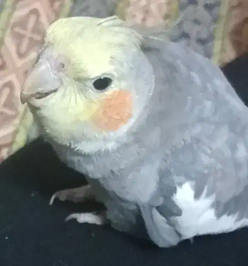 عروس هلندی گم شده|حیوانات|گلستان (تهران), |دیوار