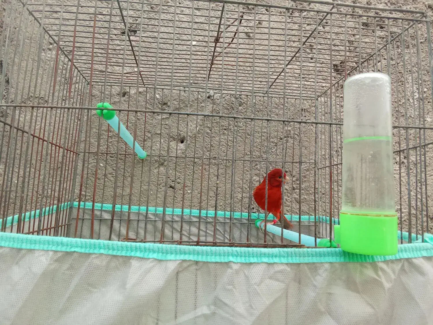 جفت قناری سرخ سوخته|پرنده|ابرکوه, |دیوار