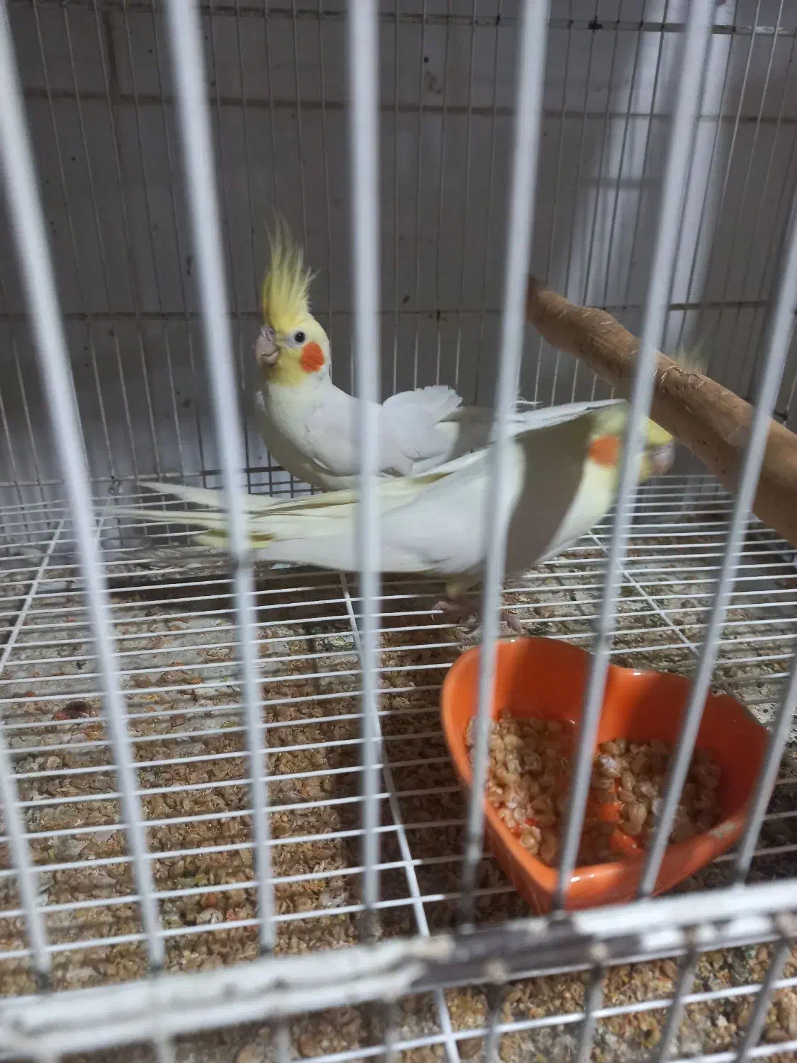 دو جفت عروس هلندی لوتینو و البینو به همراه جوجه|پرنده|مشهد, شهرک مطهری|دیوار