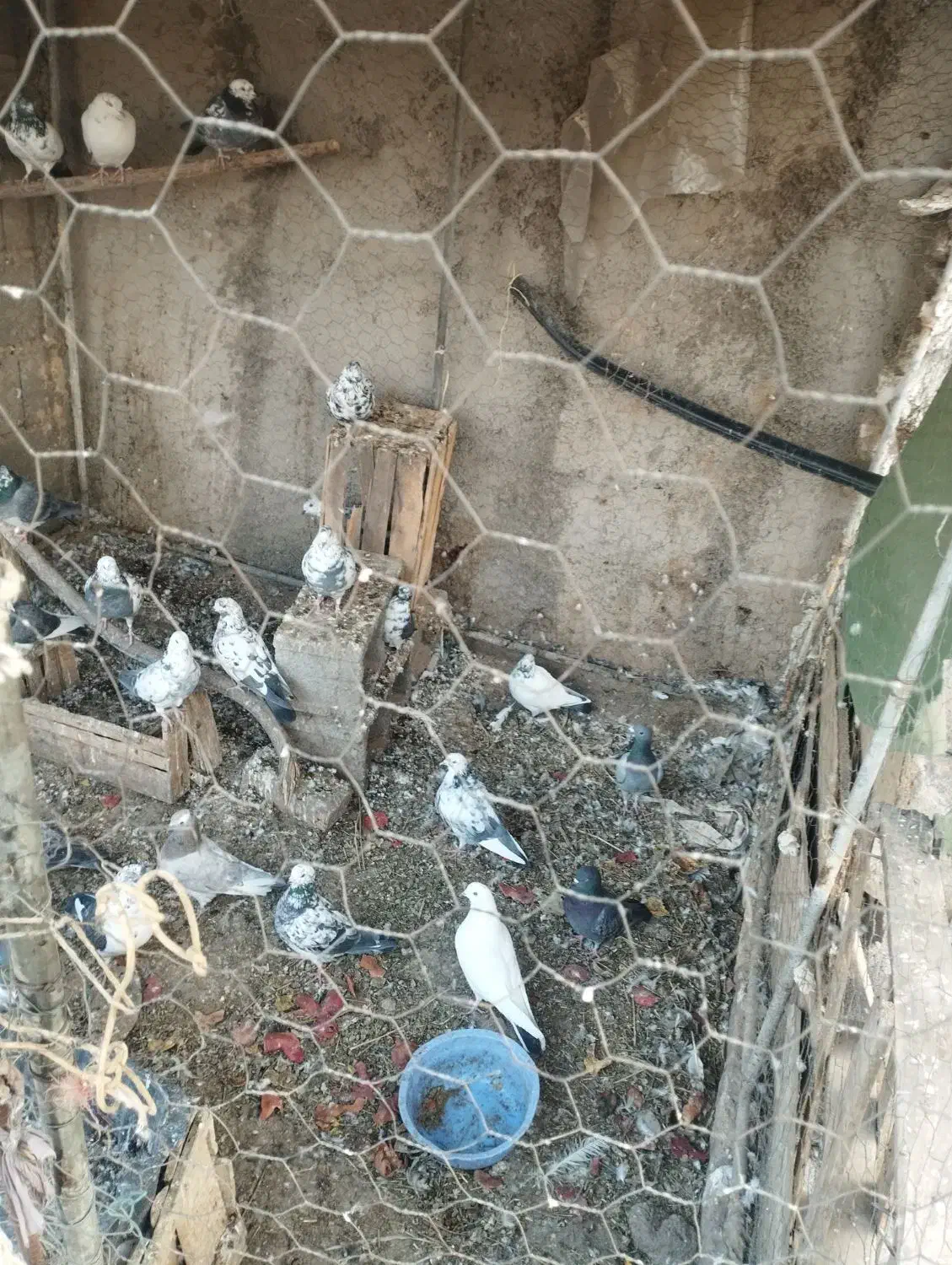 معاوضه پرشی خوب با مرغ وخروس|پرنده|ساوه, |دیوار