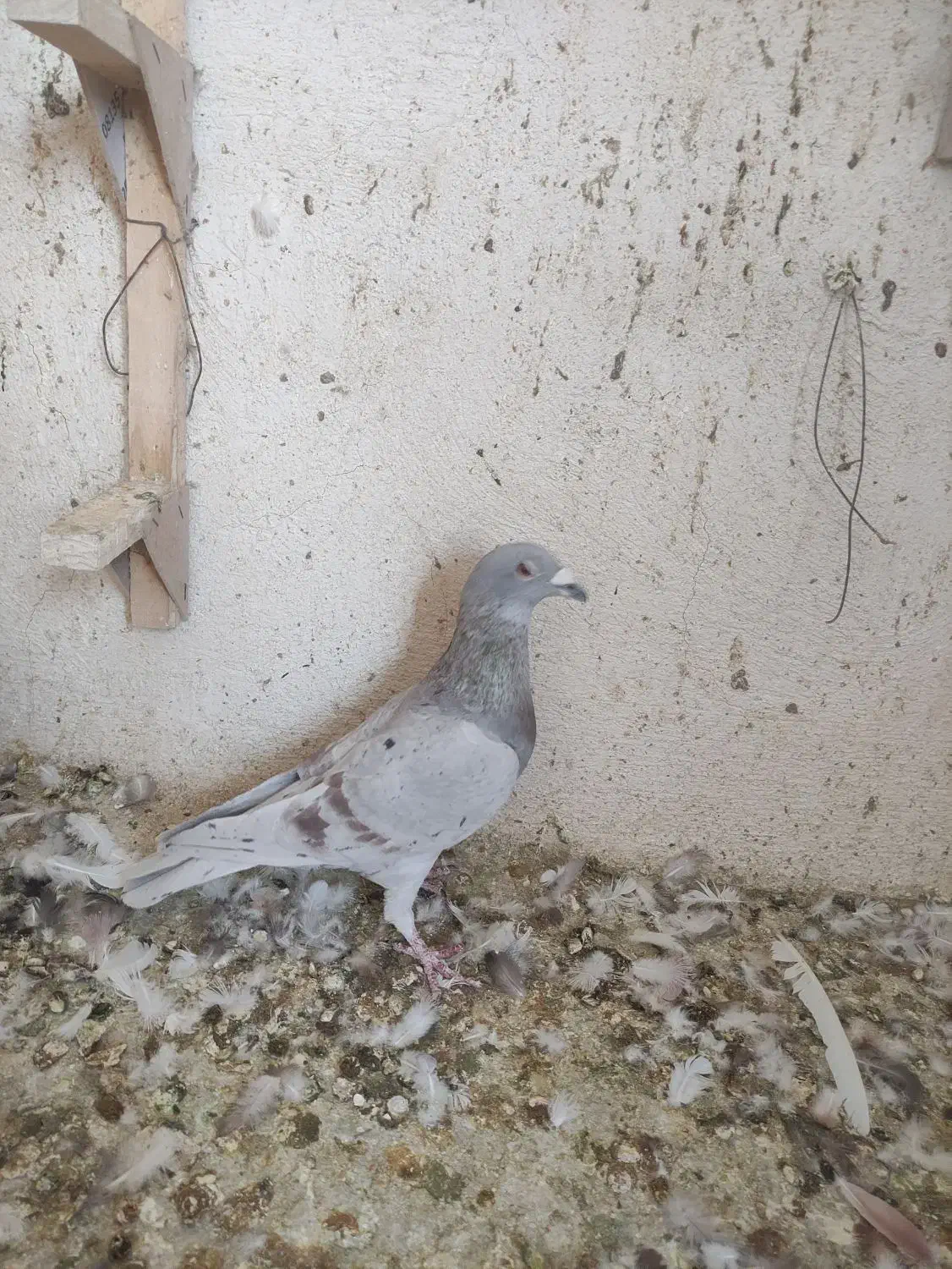 سه تا کفتر نر|پرنده|سیمکان, |دیوار