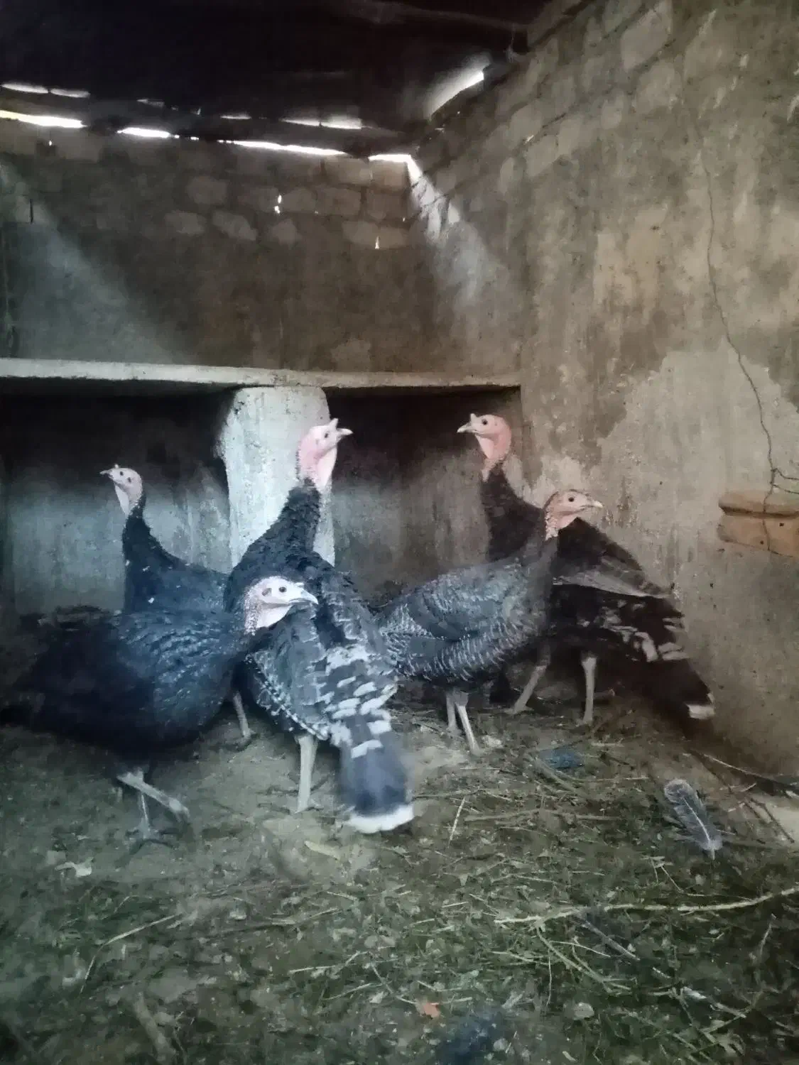 بوقلمون|حیوانات مزرعه|اردکان, |دیوار