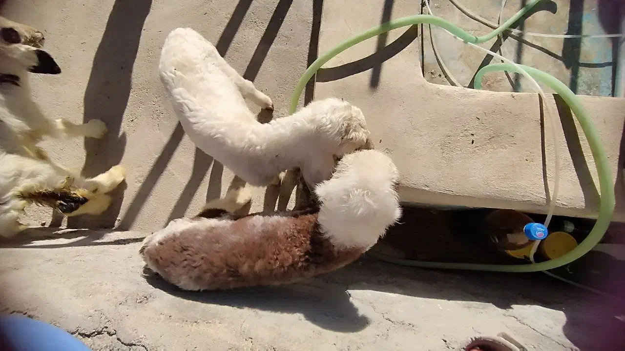 گوسفند فروشی|حیوانات مزرعه|سرپل ذهاب, |دیوار