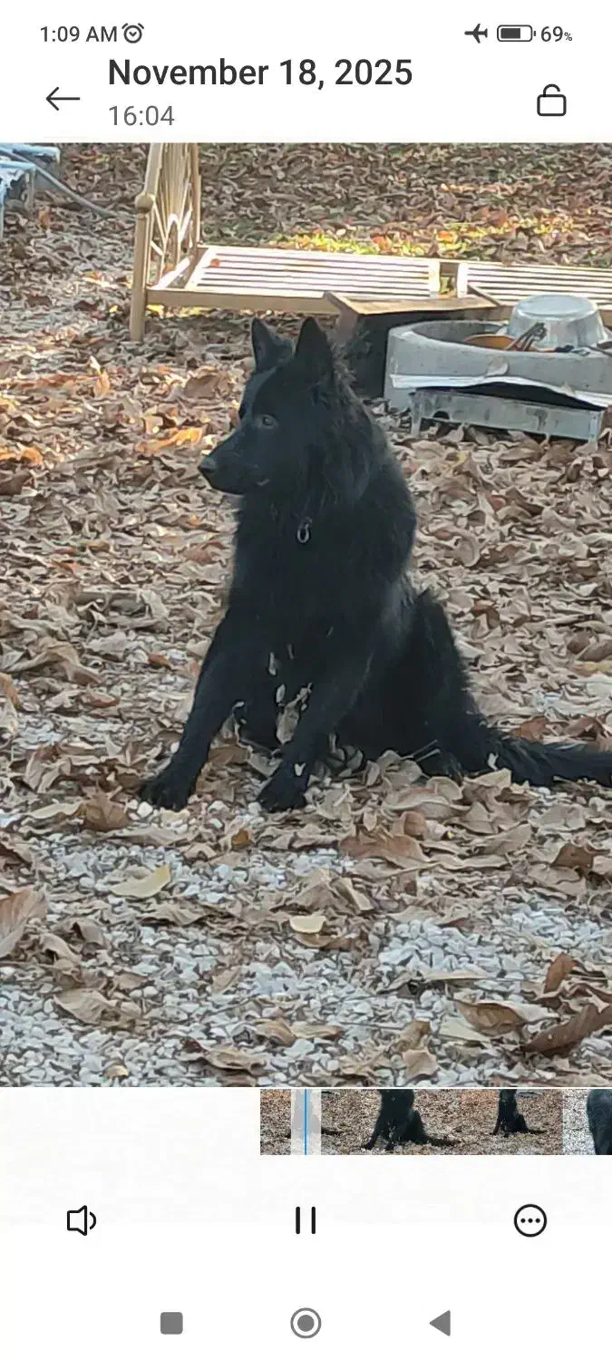 ژرمن بلک اصیل|سگ|کرمانشاه, |دیوار