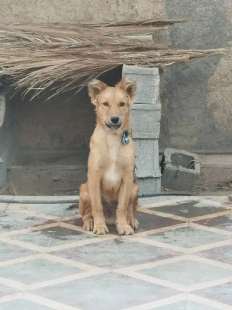 گمشده|سگ|جهرم, |دیوار