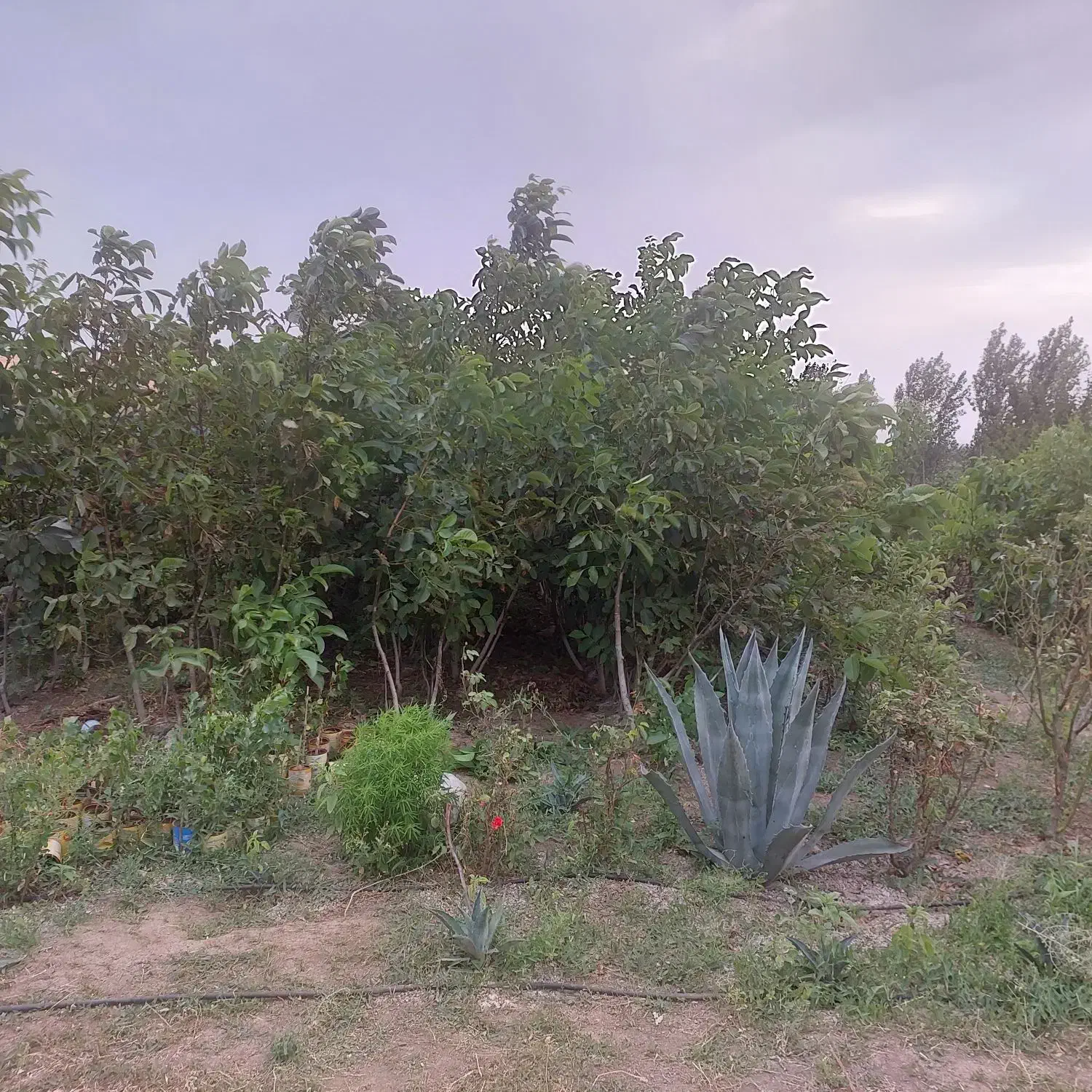 نهال مستقیم از نهالستان|خدمات باغبانی و درختکاری|بیله سوار, |دیوار