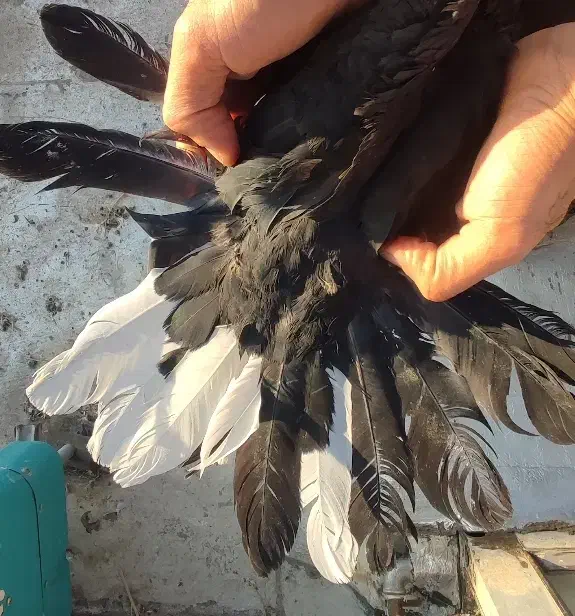 کبوتر|پرنده|شهرکرد, |دیوار