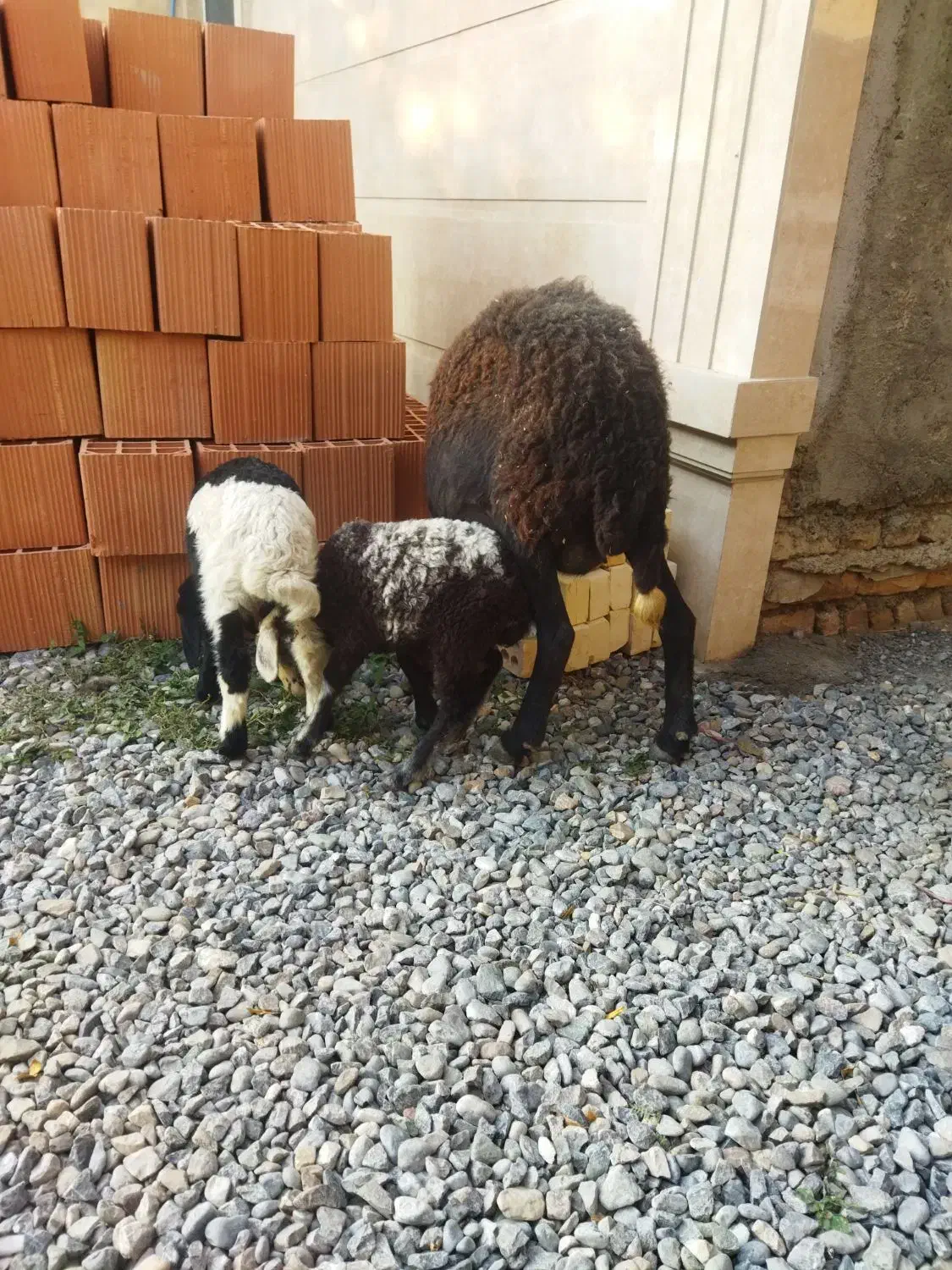 گوسفند بره دار دوقلو|حیوانات مزرعه|آق قلا, |دیوار