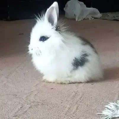 فروش خرگوش|موش و خرگوش|اصفهان, شاهد|دیوار