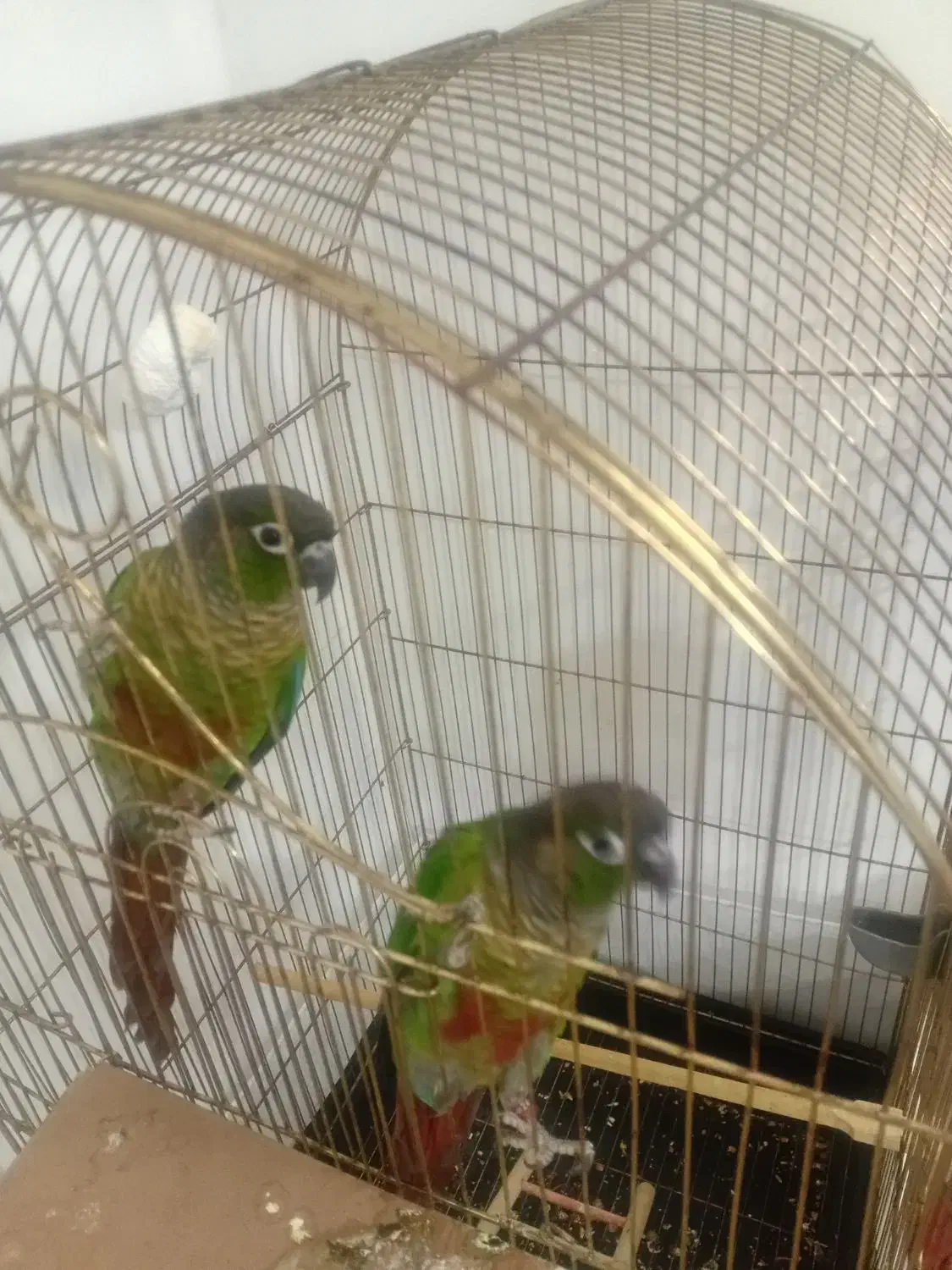 جفت طوطی گرینچی حال حلقه دار تعین جنسیت شده|پرنده|مشهد, کوی ولیعصر|دیوار