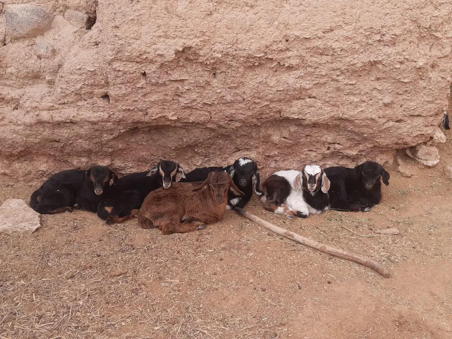 فروش تعداد ۱۰ عدد بزو میش|حیوانات مزرعه|بیرجند, |دیوار