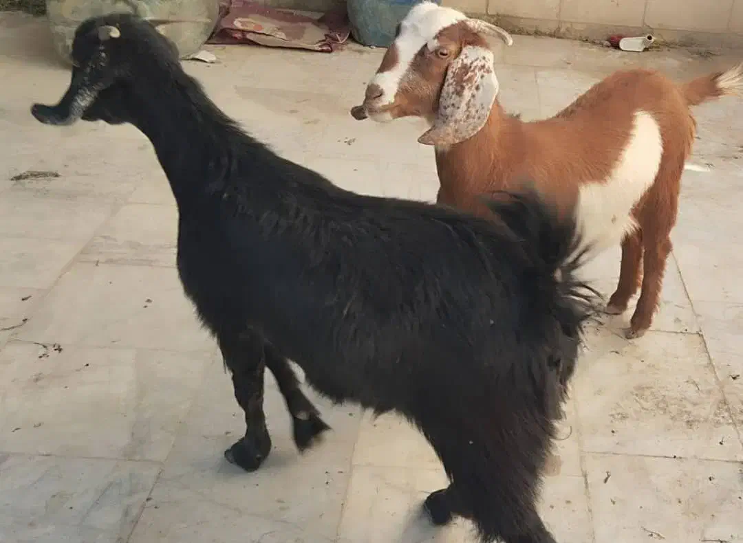 فروش دوعدد گتاچ محلی.|حیوانات مزرعه|سراوان, |دیوار