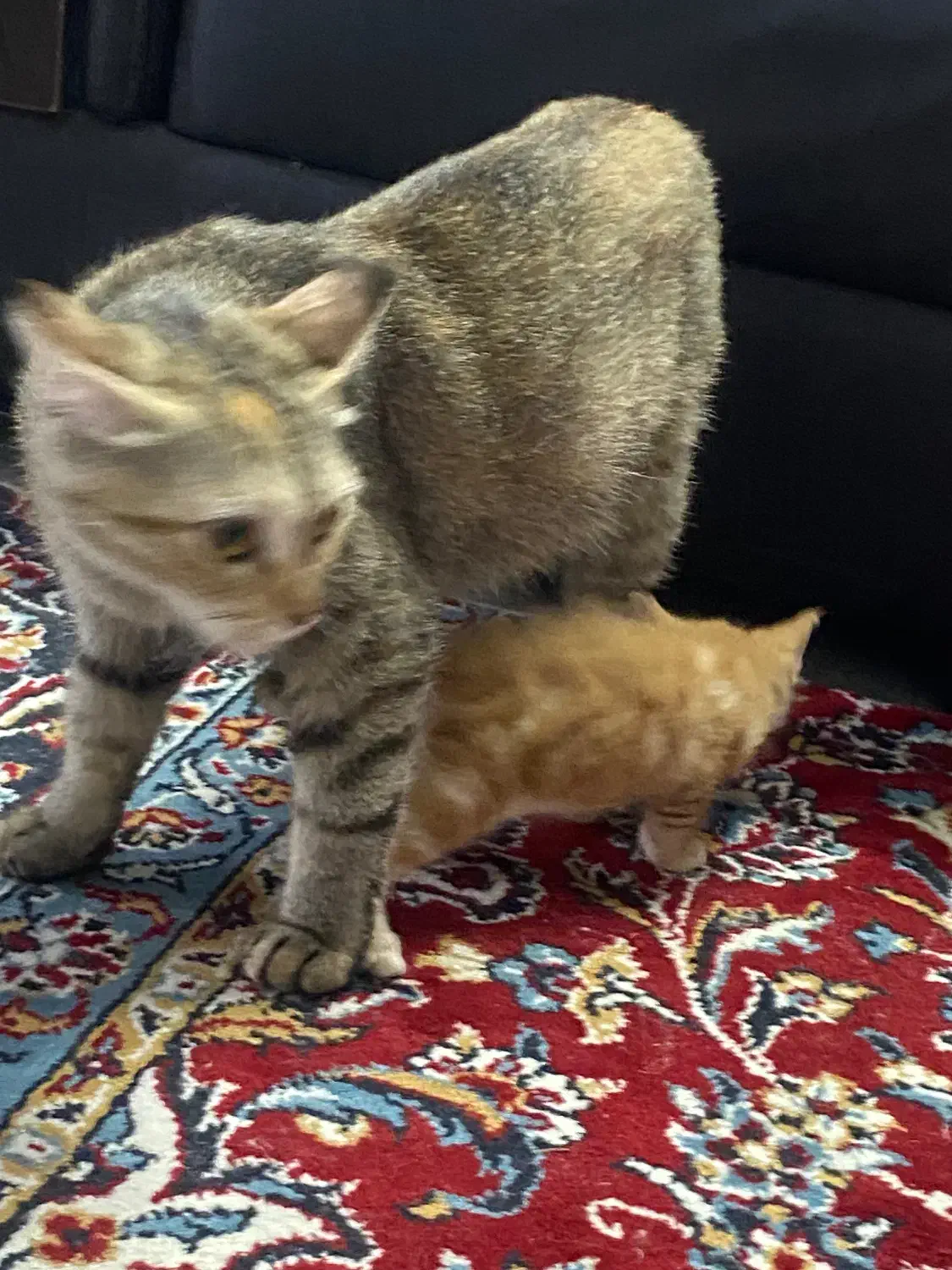 واگذاری رایگان|گربه|گرگان, |دیوار