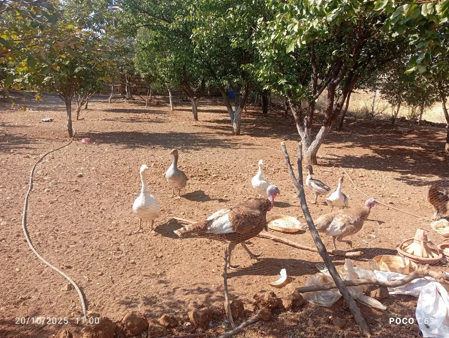 فروش5عدد غاز|حیوانات مزرعه|روانسر, |دیوار