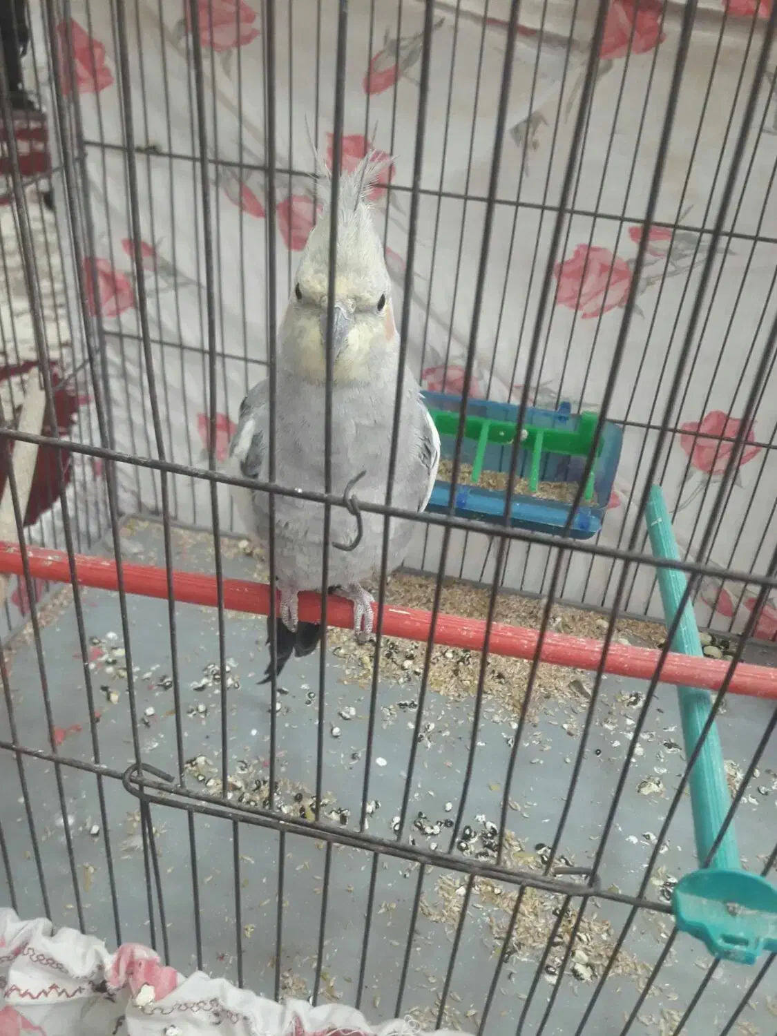 عروس هلندی|پرنده|کبودرآهنگ, |دیوار