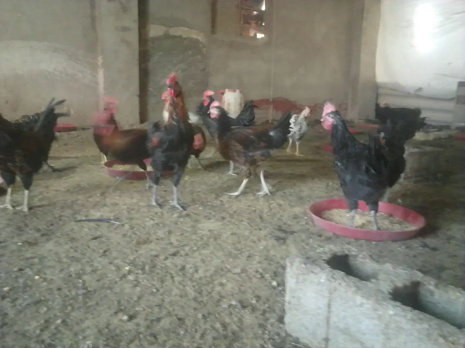 خروس مجلی جوان|حیوانات مزرعه|فسا, |دیوار