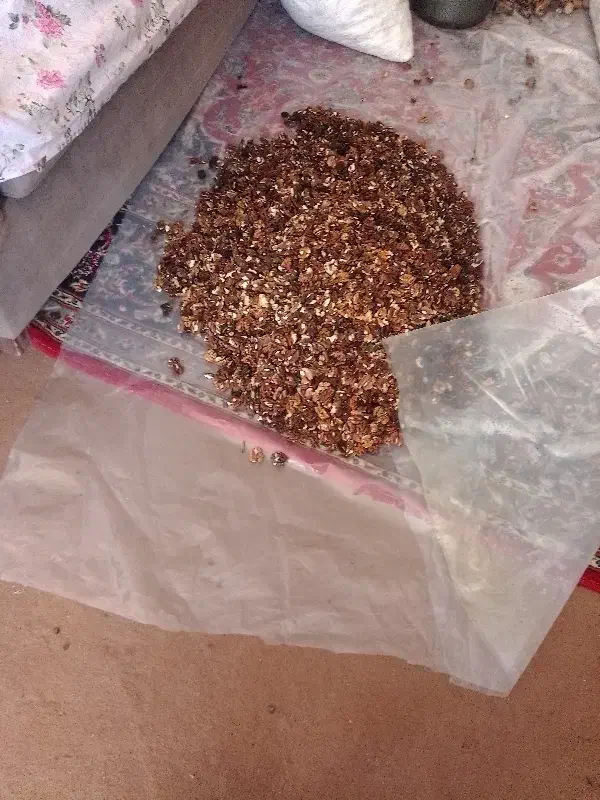 گردو|حراج|خوانسار, |دیوار