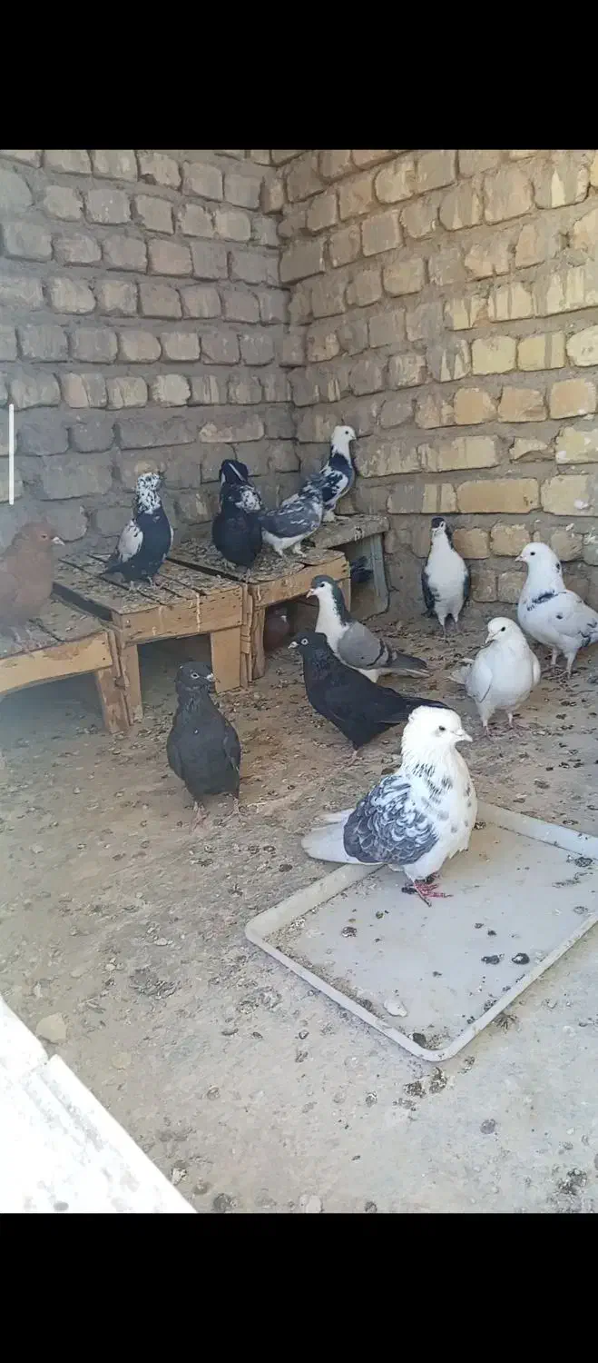 کفتر نر|پرنده|عسگران, |دیوار