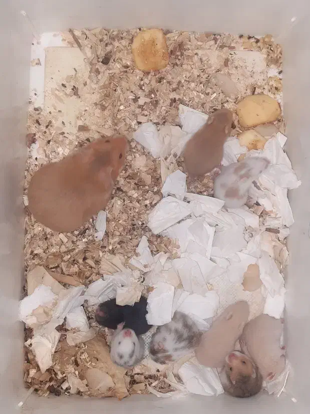 همستر سوری|موش و خرگوش|الوند, |دیوار