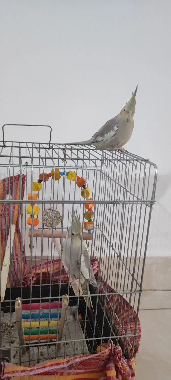 عروس هلندی|پرنده|قم, تعویض پلاک|دیوار