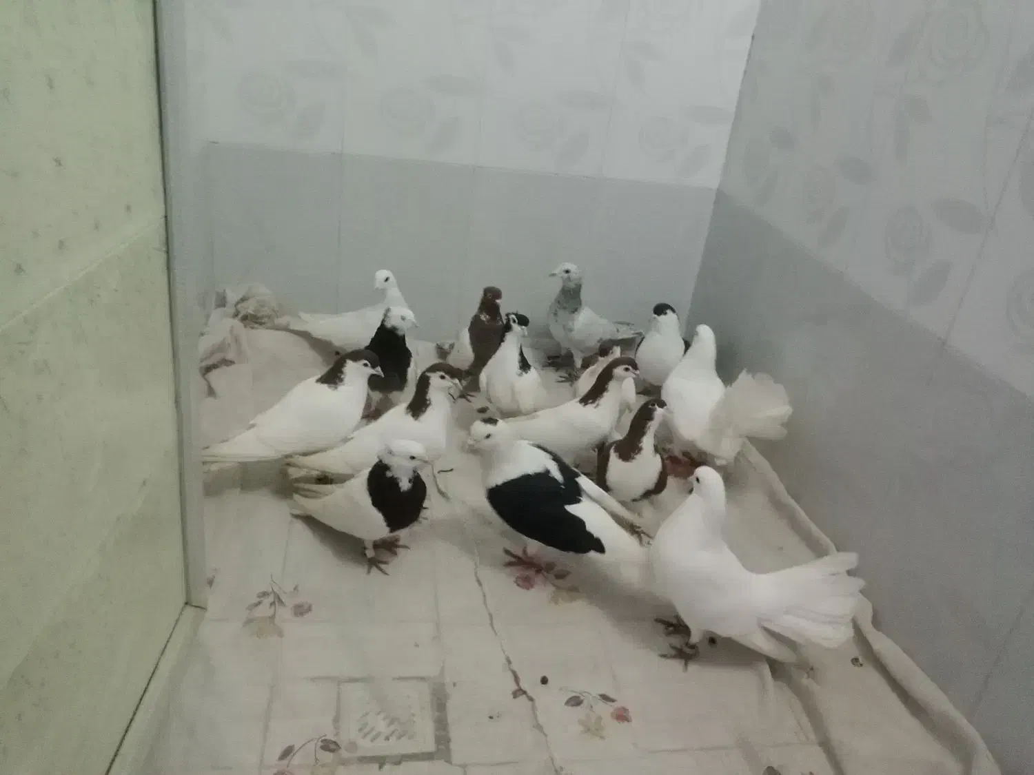 کبوتر|پرنده|نیشابور, مازول|دیوار