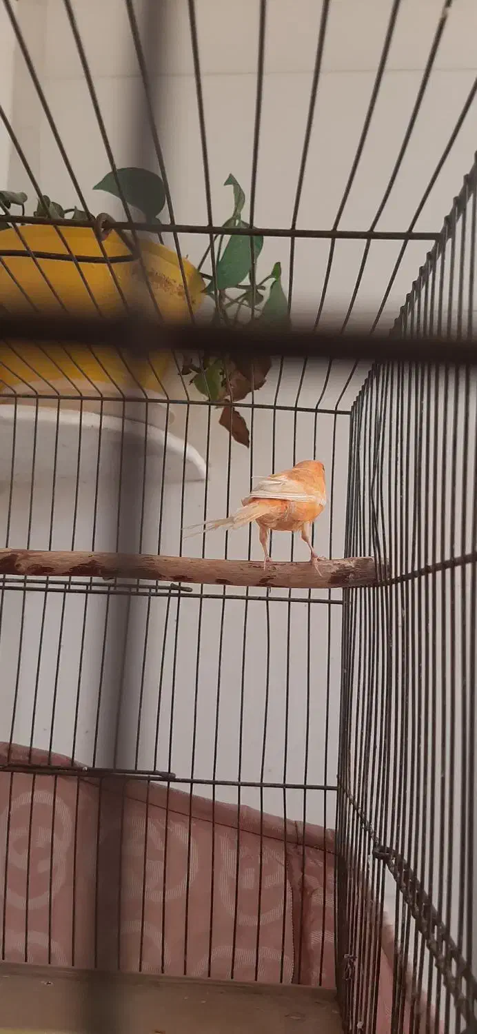 قناری|پرنده|شیراز, گویم|دیوار