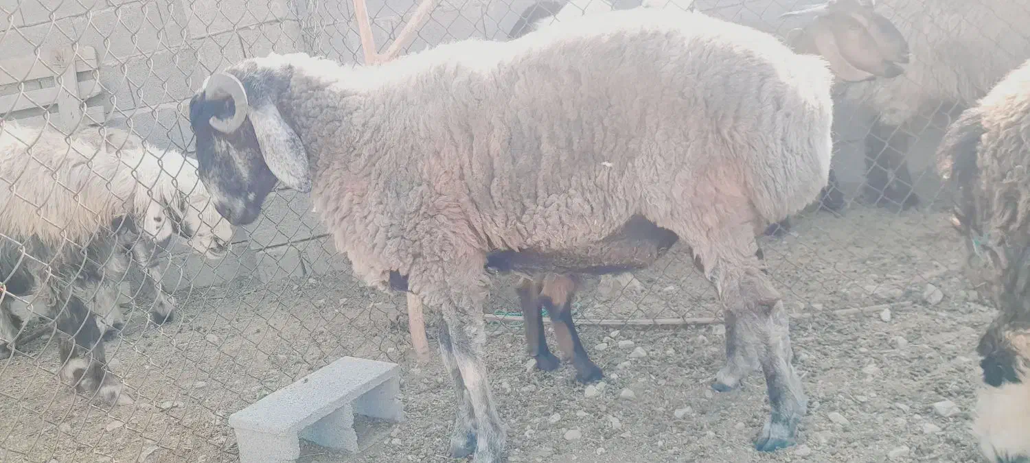 بره قوچ چینی دو رگ بهترین رنگ ونژاد|حیوانات مزرعه|شیراز, دانشکده دامپزشکی شیراز|دیوار