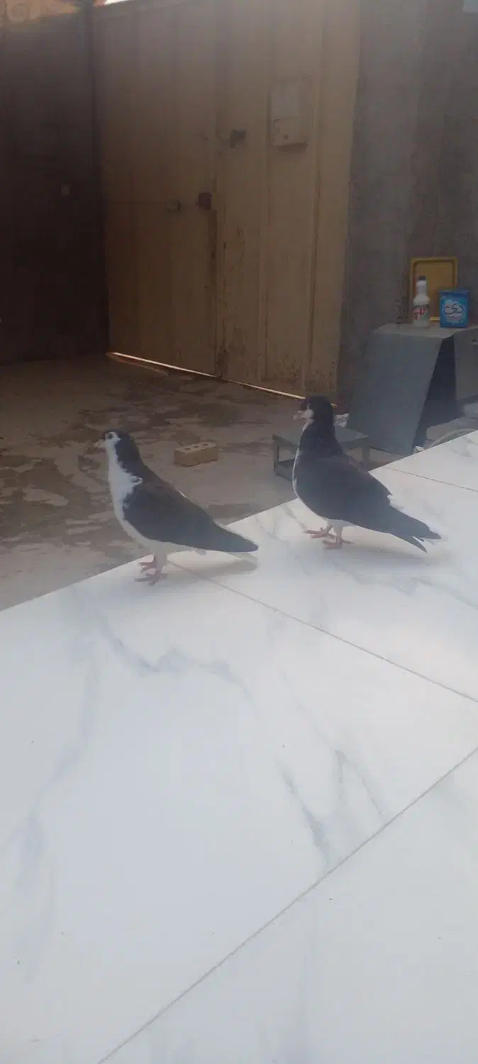 خوش رنگ|پرنده|برازجان, |دیوار