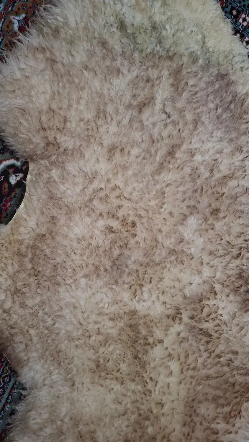 پوست بره (دباغی شده)|صنایع دستی و سایر لوازم تزئینی|کوهپایه, |دیوار