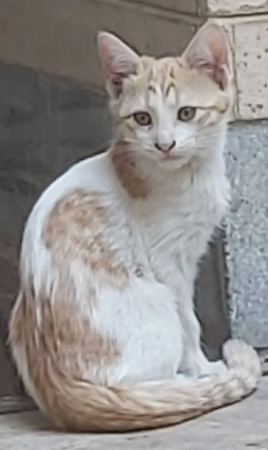 ۵ بچه گربه ملوس به همراه مادرشان واگذار می گردد|گربه|تهران, تختی|دیوار