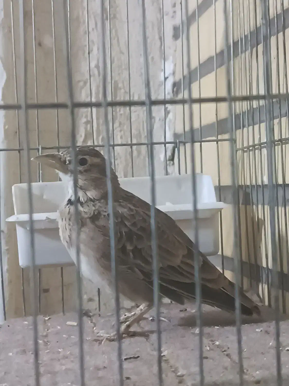 سهره خاکی امسال|پرنده|قم, قلعه عموحسین|دیوار