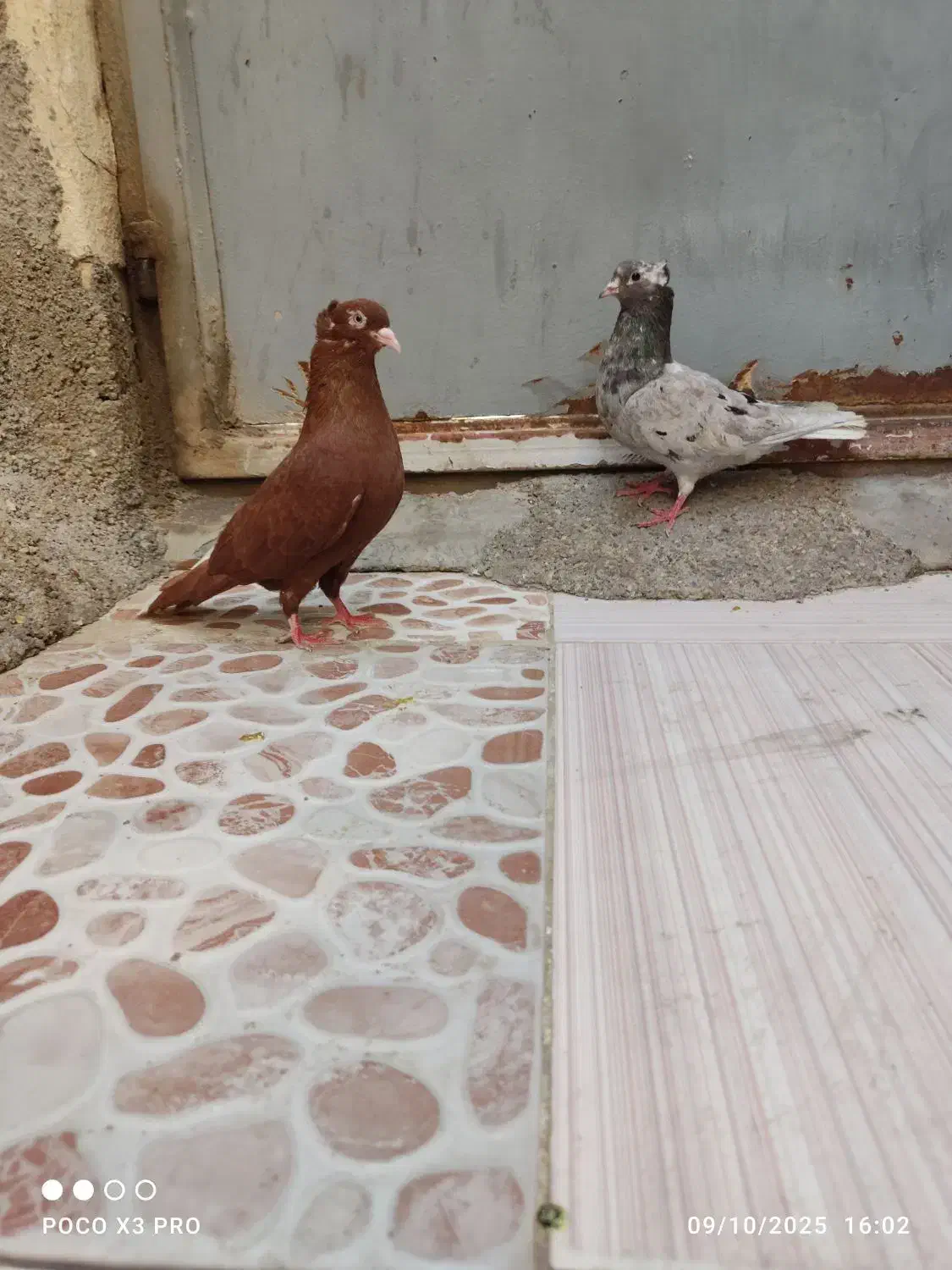 کبوتر|پرنده|خرمشهر, |دیوار