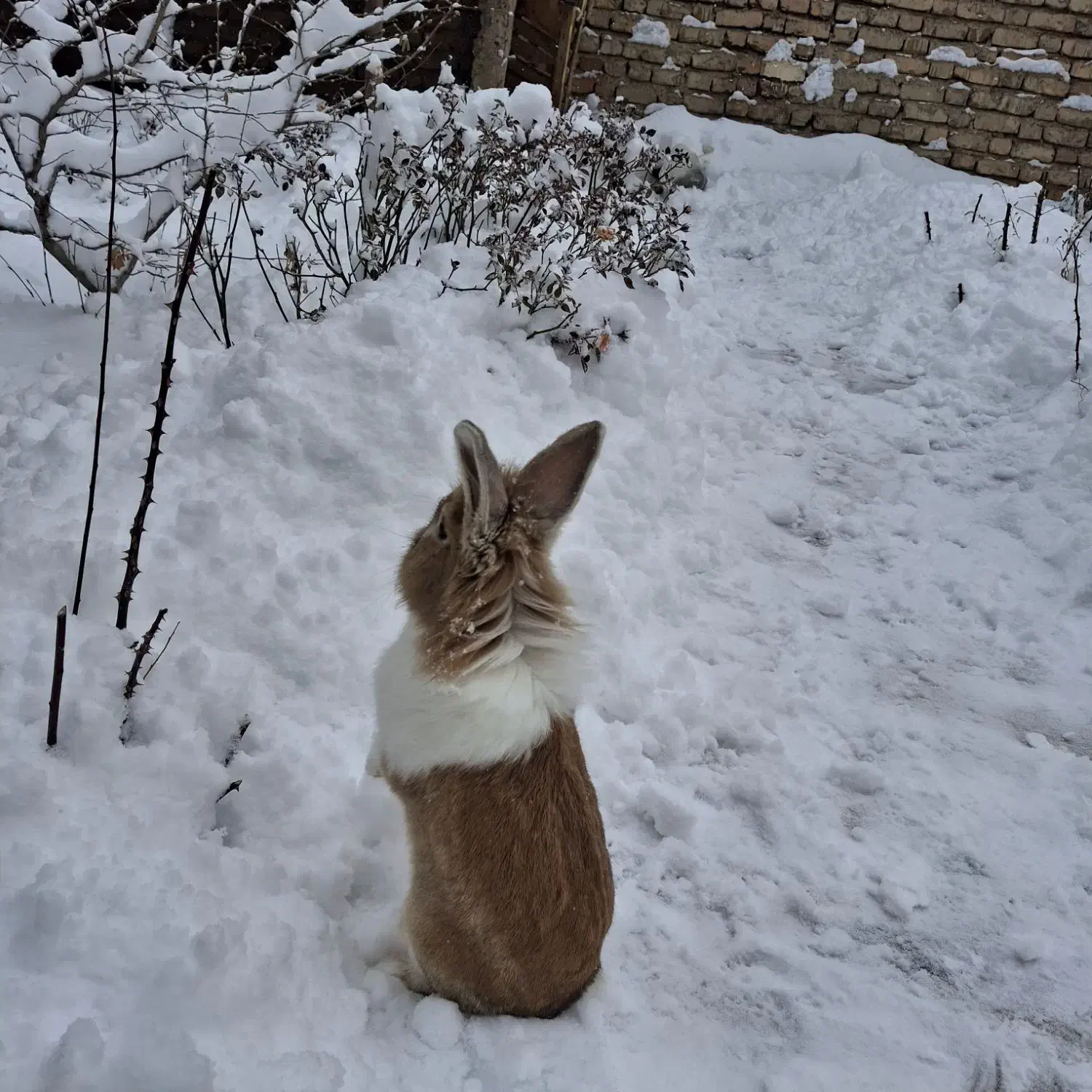 خرگوش|موش و خرگوش|صائین قلعه, |دیوار