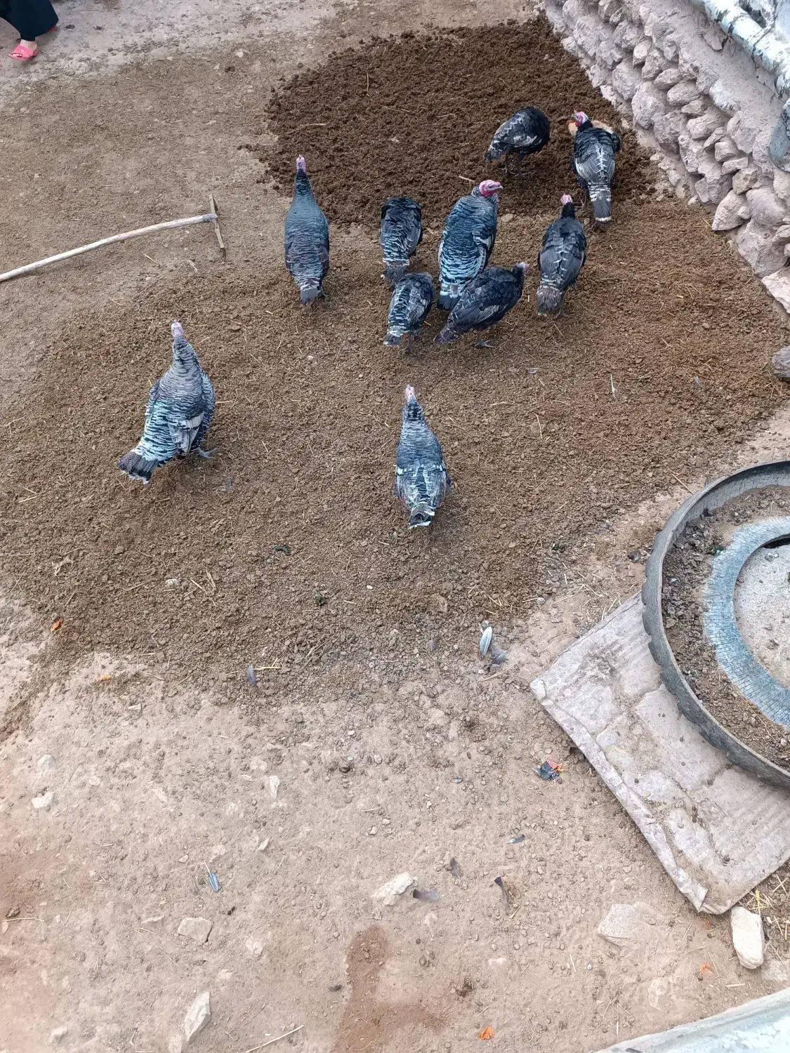 بوقلمون|حیوانات مزرعه|قره ضیاالدین, |دیوار