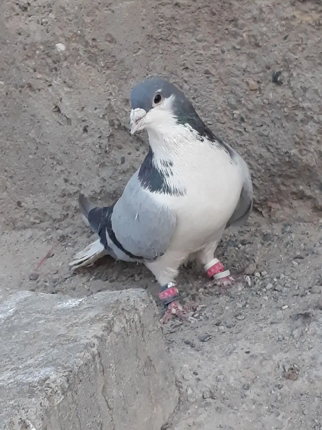 کبوتر سبز مگس سوسکی چاپی بور|پرنده|زهک, |دیوار