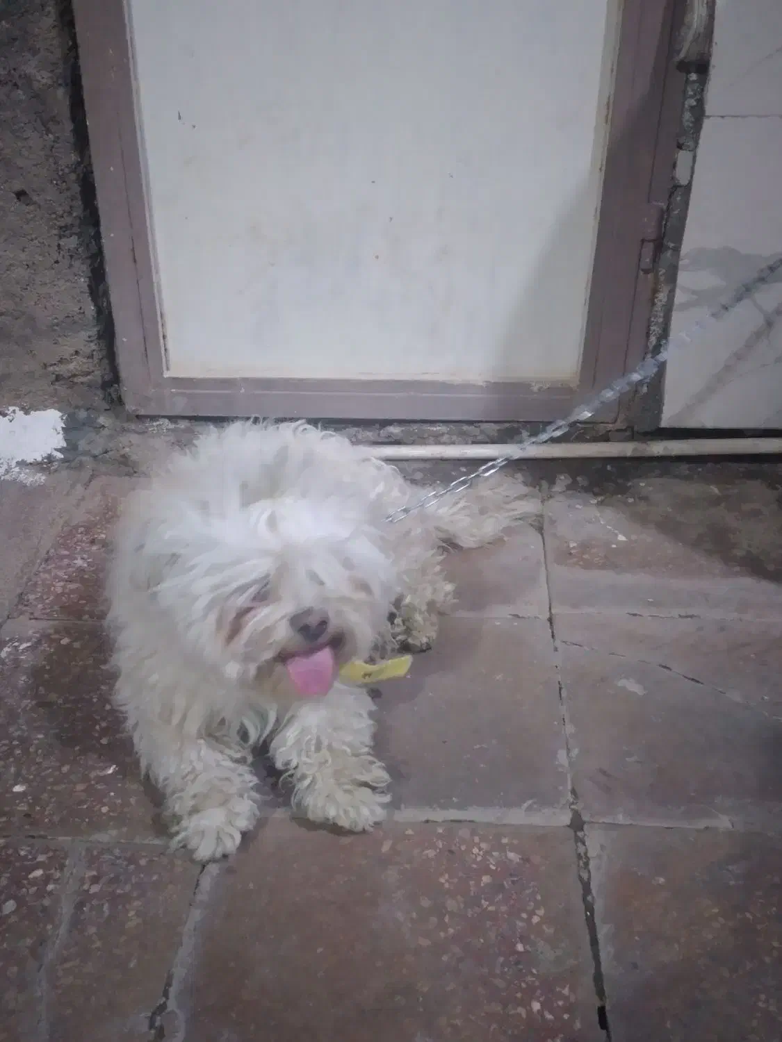 واگذاری سگ خانگی|سگ|خرم‌آباد, |دیوار