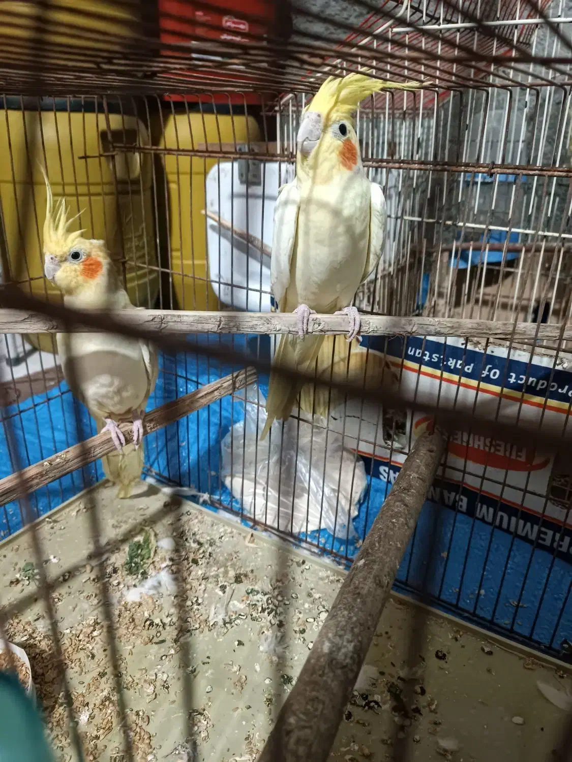 جفت عروس هلندی در کاکی|پرنده|کاکی, |دیوار