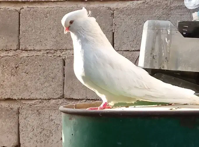 کبوتر نر سفید چشم پرتقالی|پرنده|جیرفت, |دیوار