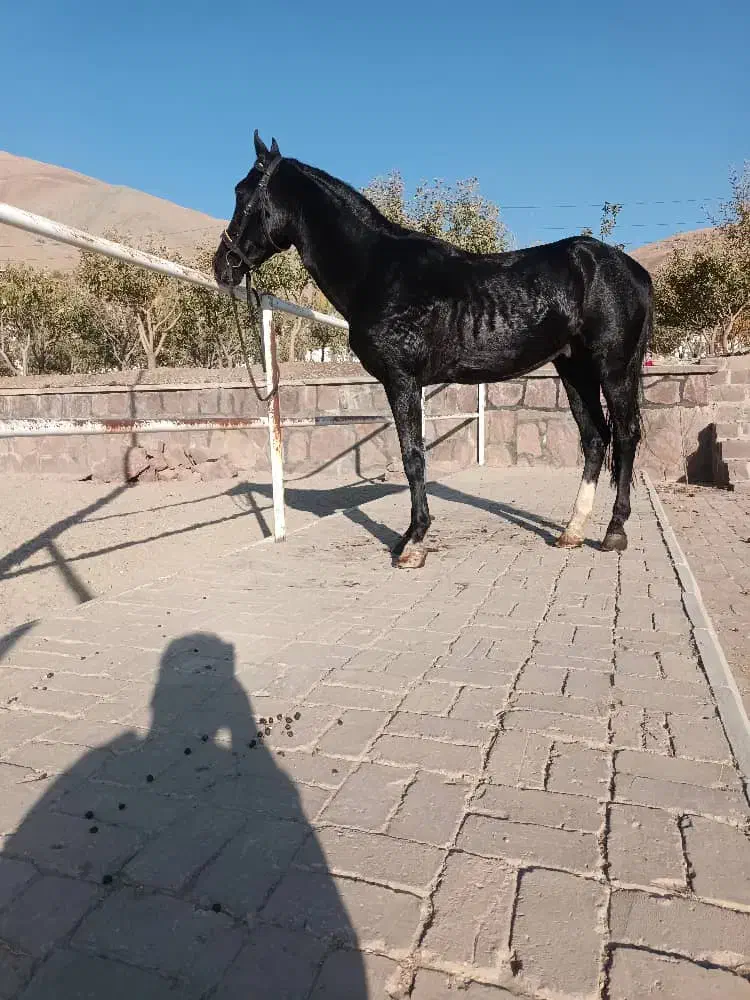 اسب|اسب و تجهیزات اسب‌سواری|دماوند, دماوند|دیوار