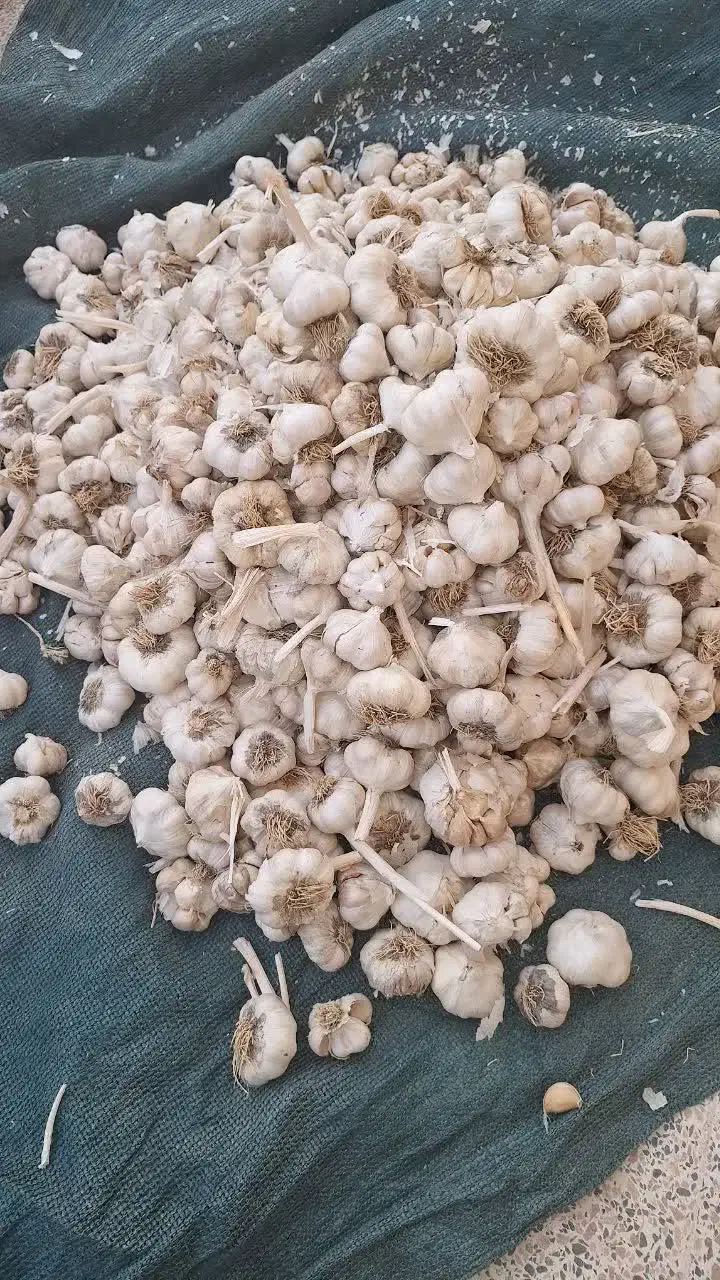 سیر بذری درجه 1 همدان جهت کاشت|حراج|خرمآباد, |دیوار