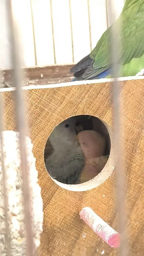 فروش یک جفت کوتوله برزیلی مولد|پرنده|اصفهان, شهرک کاوه|دیوار