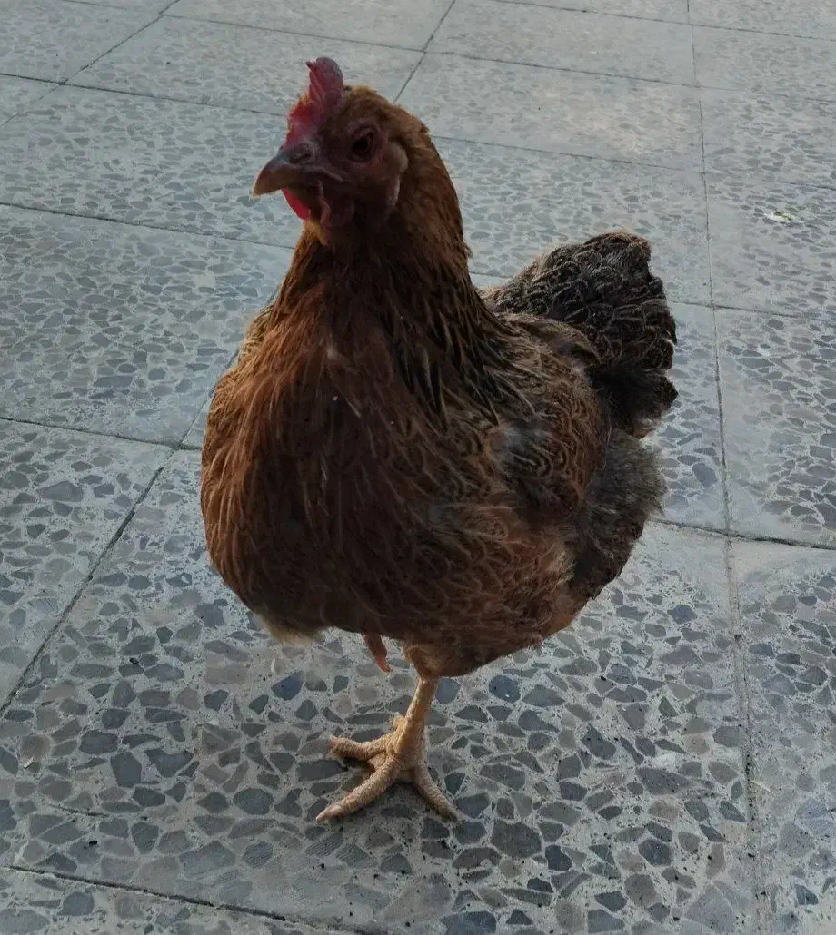 مرغ محلی|حیوانات مزرعه|دهلران, |دیوار