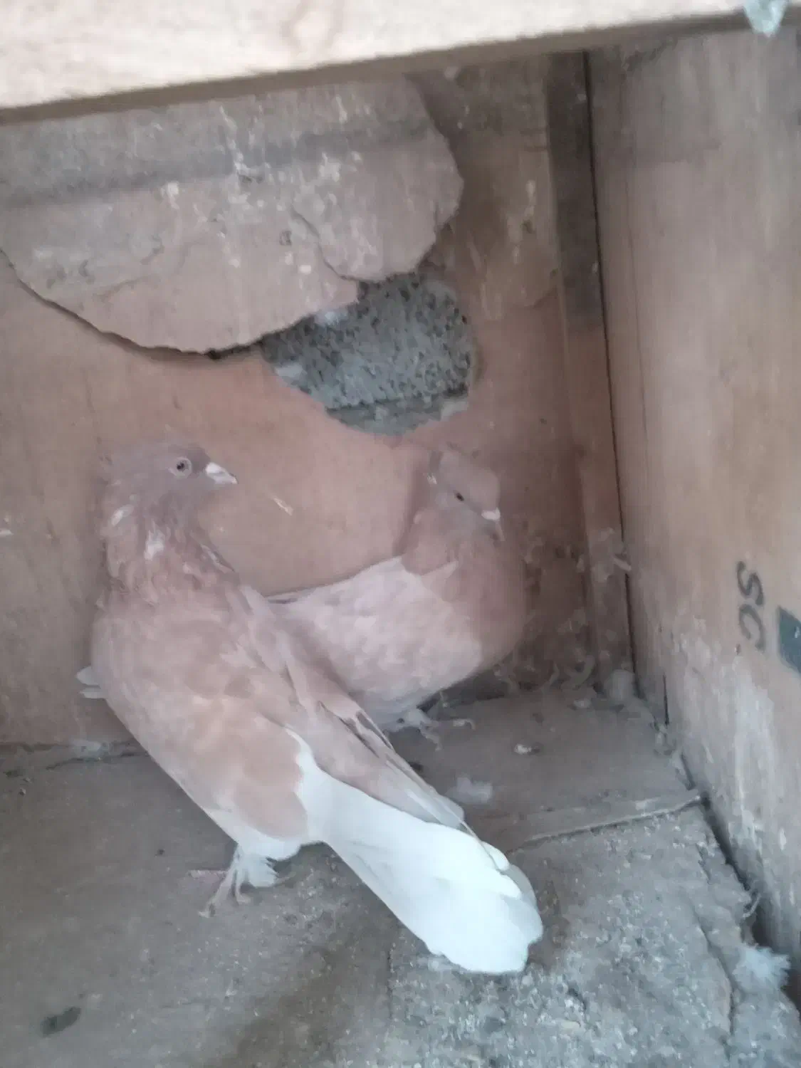 زردطلای دم سفید|پرنده|تهران, وردآورد|دیوار