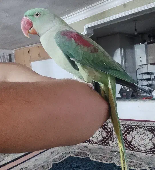 طوطیهای خونگی دستی مینا عروس کوتوله شاه|پرنده|مشهد, کریم آباد|دیوار