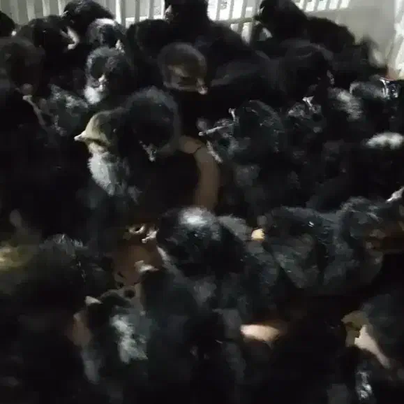 جوجه مرندی یکروزه اصیل|حیوانات مزرعه|تهران, بازار|دیوار