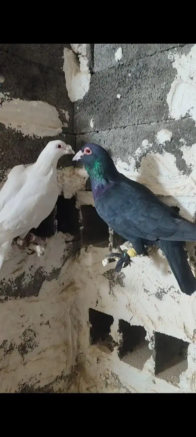 پرنده|پرنده|دماوند, گیلاوند|دیوار