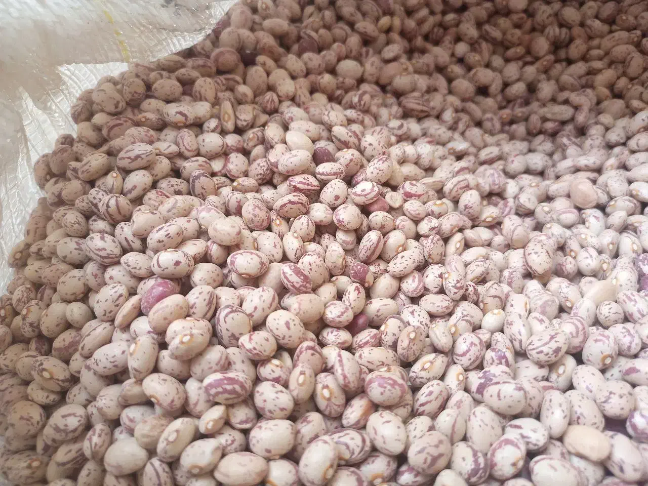 لوبیا چیتی بوجاری شده|عمدهفروشی|سبزوار, قصبه غربی|دیوار